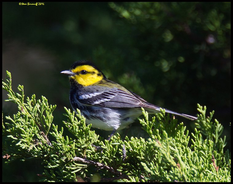 _6SB9797 golden-cheeked warbler.jpg
